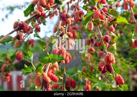 Maulbeeren auf einem Zweig . Leckere Beeren wachsen auf dem Baum Stockfoto