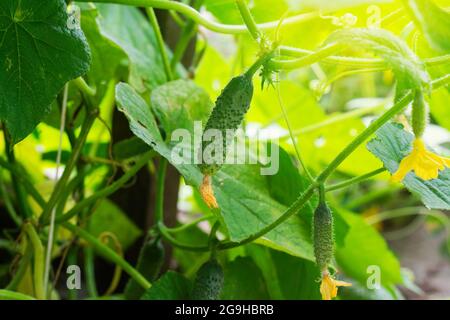 Kleine grüne Gurken, die im Gartengewächshaus wachsen. Anbau von Bio-Gemüse. Konzept der Agrarindustrie Stockfoto