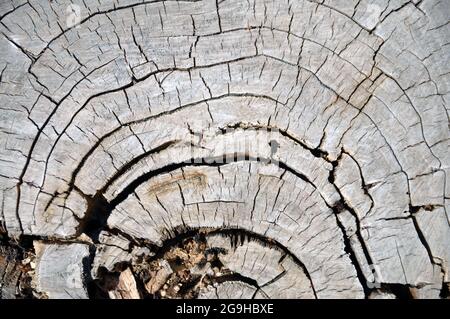 Querschnitt eines alten Baumstamms. Wachstumsringe. Stockfoto