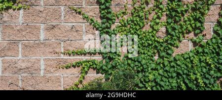 efeu (Hedera) Pflanze über Ziegelwand nützlich als Hintergrund Stockfoto