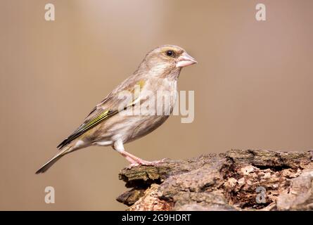 Schöner europäischer Grünfink-Vogel, der auf einem Ast auf braunem Hintergrund sitzt Stockfoto