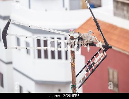 Eurasische Kragentaube (streptopelia decaoto) brütet auf Fernsehantenne in Spanien Stockfoto