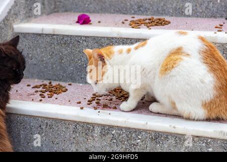 Zwei Katzen essen auf Marmor- und Granittreppen auf der Insel Paros, Naoussa Dorfhaus, Kykladen Griechenland. Nahaufnahme der hungrigen Kätzchen freundliche Kuppel Stockfoto