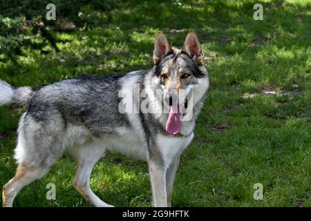 Schöner und kraftvoller tschechoslowakischer Wolf Hund Stockfoto