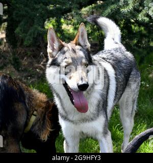 Schöner und kraftvoller tschechoslowakischer Wolf Hund Stockfoto