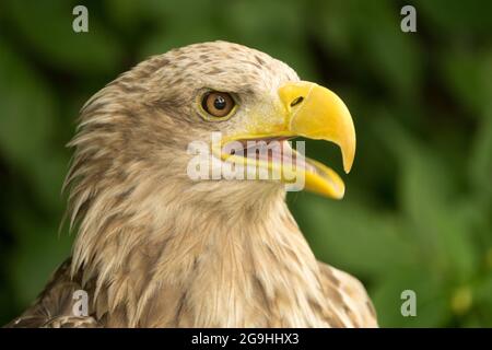 Seeadler Haliaeetus albicilla mit offenem Schnabel Stockfoto