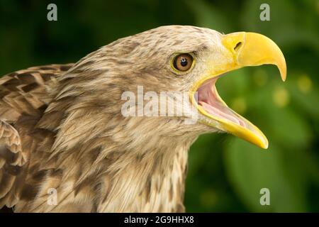 Eurasischer Seeadler Haliaeetus albicilla mit offenem Schnabel, Seeadler ruft Stockfoto