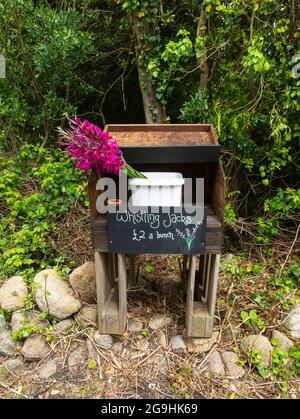 Whistling Jack Gladioli zu verkaufen, St Agnes, Isles of Scilly, Cornwall, England, VEREINIGTES KÖNIGREICH. Stockfoto