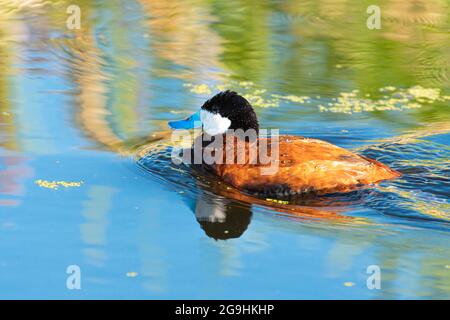 Eine männliche Ruddyente, Oxyura jamaicensis, schwimmend in einem noch reflektierenden Teich in einem Feuchtgebiet im Zentrum von Alberta, Kanada Stockfoto