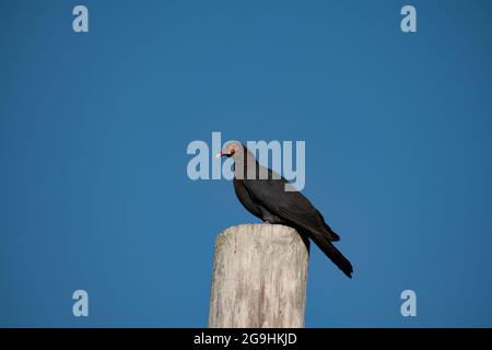 Eine dunkle schuppige Taube oder Patagioenas squamosa mit kastanienbraunem Gefieder und einem schuppigen Nacken sitzt oben auf einem Pol und zeigt eine Seitenansicht eines Schnabels. Stockfoto