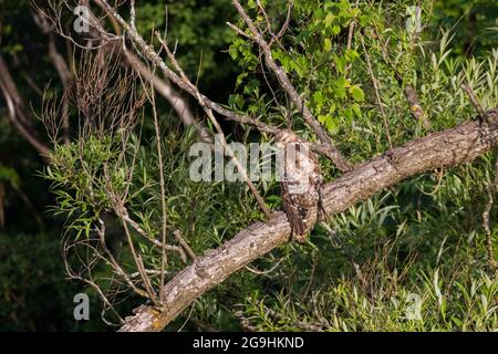 Rot geschulterte Falkenbabys am Nest Stockfoto
