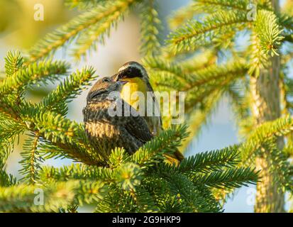 Geothlypis trichas, ein männlicher Gelbkehlchen, füttert einen viel größeren Braunkopf-Cowbird-Jungtier in einem Feuchtgebiet im Zentrum von Alberta, Kanada. Stockfoto