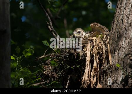 Rot geschulterte Falkenbabys am Nest Stockfoto