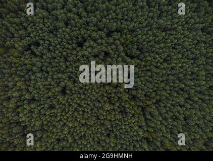 Luftaufnahme von dichten Wäldern mit grünen Bäumen Stockfoto