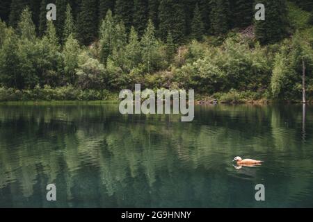 Weiße Wildente schwimmt im Sommer auf einem Bergsee Stockfoto