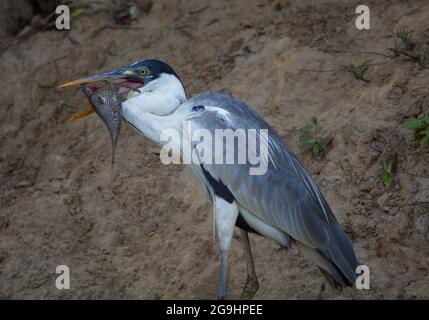 Nahaufnahme Porträt des Cocoi Heron (Ardea cocoi) bei der Jagd mit Fischen im Mund Pampas del Yacuma, Bolivien. Stockfoto