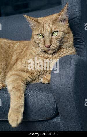 Nahaufnahme einer niedlichen Ingwerkatze, die sich auf einem Sofa entspannt. Vertikales Bild mit selektivem Fokus. Stockfoto