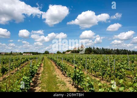 Weinberg Saint-Pourçain, Departement Allier, Auvergne Rhone Alpes, Frankreich, Europa Stockfoto