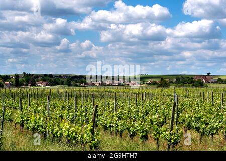 Weinberg Saint-Pourçain, Departement Allier, Auvergne Rhone Alpes, Frankreich, Europa Stockfoto