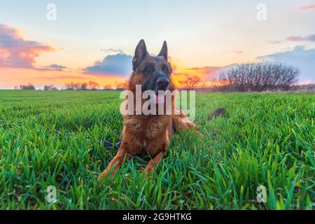 Schöne süße deutsche Schäferhund liegt auf grünem Gras in einem Feld bei Sonnenuntergang Stockfoto
