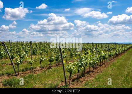 Weinberg Saint-Pourçain, Departement Allier, Auvergne Rhone Alpes, Frankreich, Europa Stockfoto