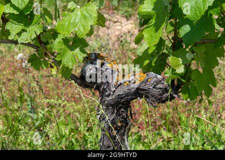 Rebsorte im Weinberg Saint-Pourçain, Departement Allier, Auvergne Rhone Alpes, Frankreich Stockfoto