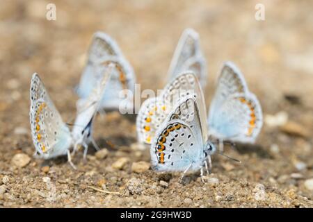 Plebejus argyrognomon Reverdins blaue Schmetterlinge auf nassem Boden saugen Salz und Mineralien Stockfoto