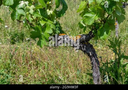 Rebsorte im Weinberg Saint-Pourçain, Departement Allier, Auvergne Rhone Alpes, Frankreich Stockfoto