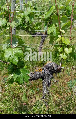 Rebsorte im Weinberg Saint-Pourçain, Departement Allier, Auvergne Rhone Alpes, Frankreich Stockfoto