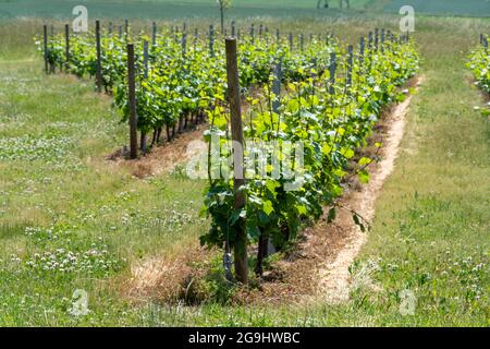 Weinberg Saint-Pourçain, Departement Allier, Auvergne Rhone Alpes, Frankreich, Europa Stockfoto