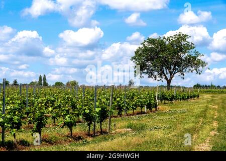 Weinberg Saint-Pourçain, Departement Allier, Auvergne Rhone Alpes, Frankreich, Europa Stockfoto