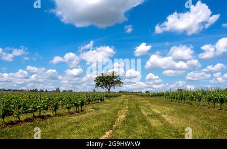 Weinberg Saint-Pourçain, Departement Allier, Auvergne Rhone Alpes, Frankreich, Europa Stockfoto