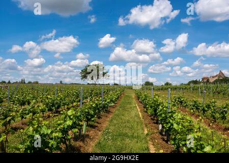 Weinberg Saint-Pourçain, Departement Allier, Auvergne Rhone Alpes, Frankreich, Europa Stockfoto