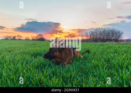 Deutscher Schäferhund liegt und schläft auf grünem Gras auf einem Feld bei Sonnenuntergang Stockfoto