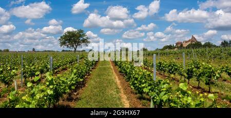 Weinberg Saint-Pourçain, Departement Allier, Auvergne Rhone Alpes, Frankreich, Europa Stockfoto