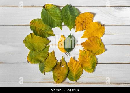 Herbstblätter auf einem weißen Holzhintergrund mit abgestuften Farben von grün bis gelb in einem Kreis angeordnet Stockfoto