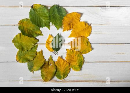 Herbstblätter auf einem weißen Holzhintergrund mit abgestuften Farben von grün bis gelb in einem Kreis angeordnet Stockfoto