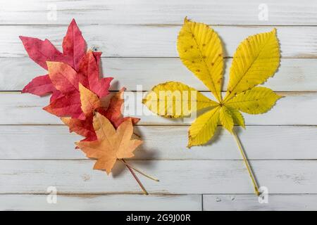 Herbstahornblätter auf weißem Holzhintergrund mit abgestuften Farben von rot bis gelb, die in einer Linie angeordnet sind Stockfoto