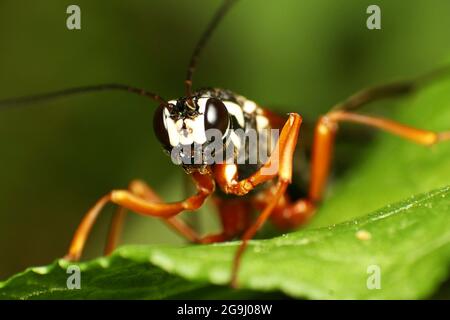 Sabre Wasp (Rhyssa Persuasoria) Stockfoto