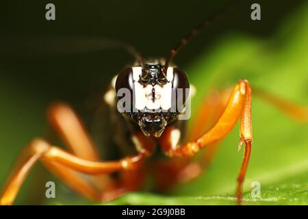 Sabre Wasp (Rhyssa Persuasoria) Stockfoto