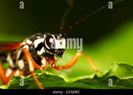 Sabre Wasp (Rhyssa Persuasoria) Stockfoto