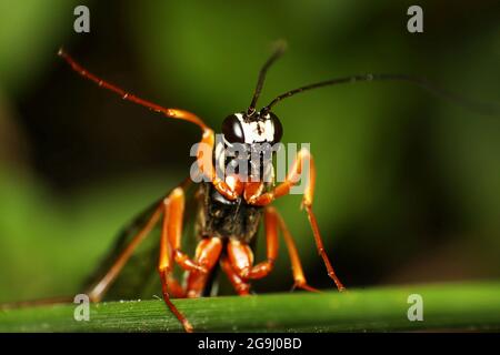 Sabre Wasp (Rhyssa Persuasoria) Stockfoto