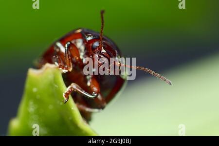 Rosemary Getreidehähnchen (Chrysolina Americana) Stockfoto