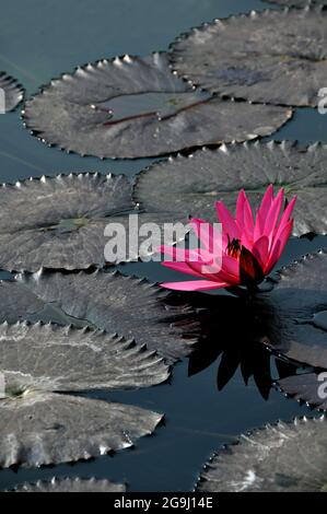 Voll blühte rosa Lotusblume auf einem ruhigen Teich Stockfoto