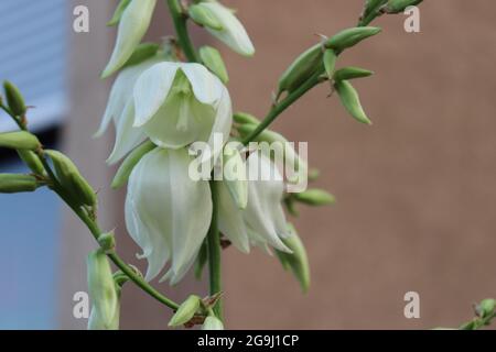 Schlange den Kopf Fritillary, Fritillaria meleagris Stockfoto