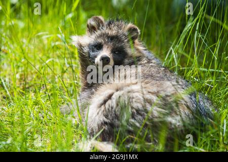 Niedliche flauschige Waschbär Hund sitzt im grünen Gras Stockfoto