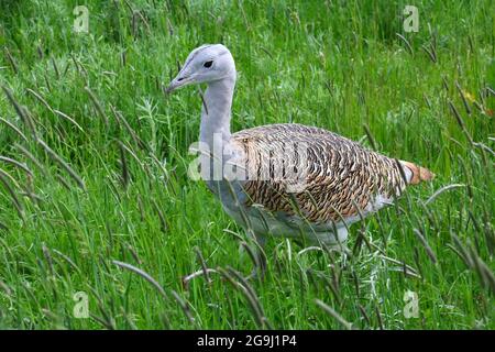 Großtrappe, Otis tarda, túzok, Dévaványa, Komitat Békés, Ungarn, Magyarország, Europa Stockfoto