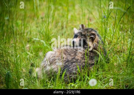 Niedliche flauschige Waschbär Hund sitzt im grünen Gras Stockfoto