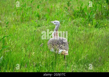 Großtrappe, Otis tarda, túzok, Dévaványa, Komitat Békés, Ungarn, Magyarország, Europa Stockfoto