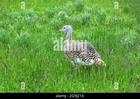Großtrappe, Otis tarda, túzok, Dévaványa, Komitat Békés, Ungarn, Magyarország, Europa Stockfoto